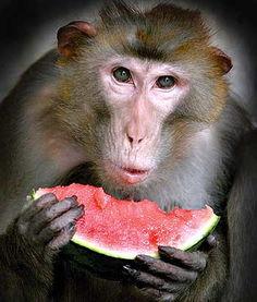 吃瓜大圣全集免费阅读,笑料横生的奇幻冒险之旅